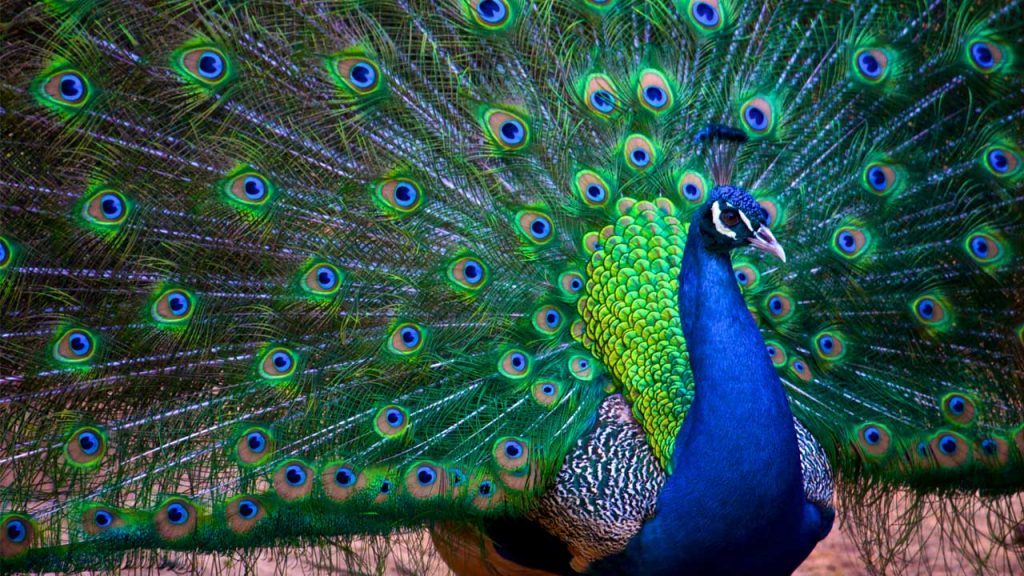 pavone-indiano-pavo-cristatus-copertina-1024x576