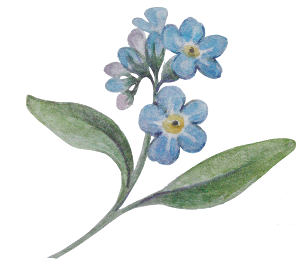 myosotis5